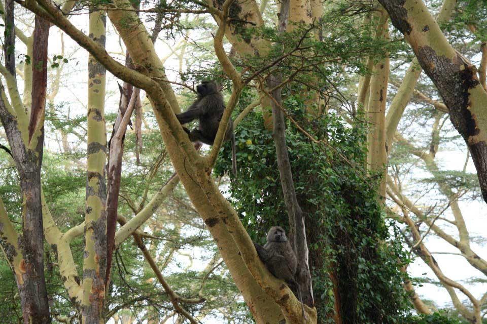 Baboons, Lake Nakuru 120