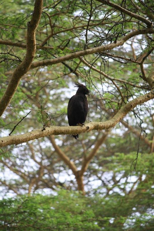 Black Crested Eagle, Lake Nakuru 113
