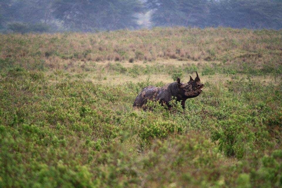 Black rhino, Lake Nakuru 216