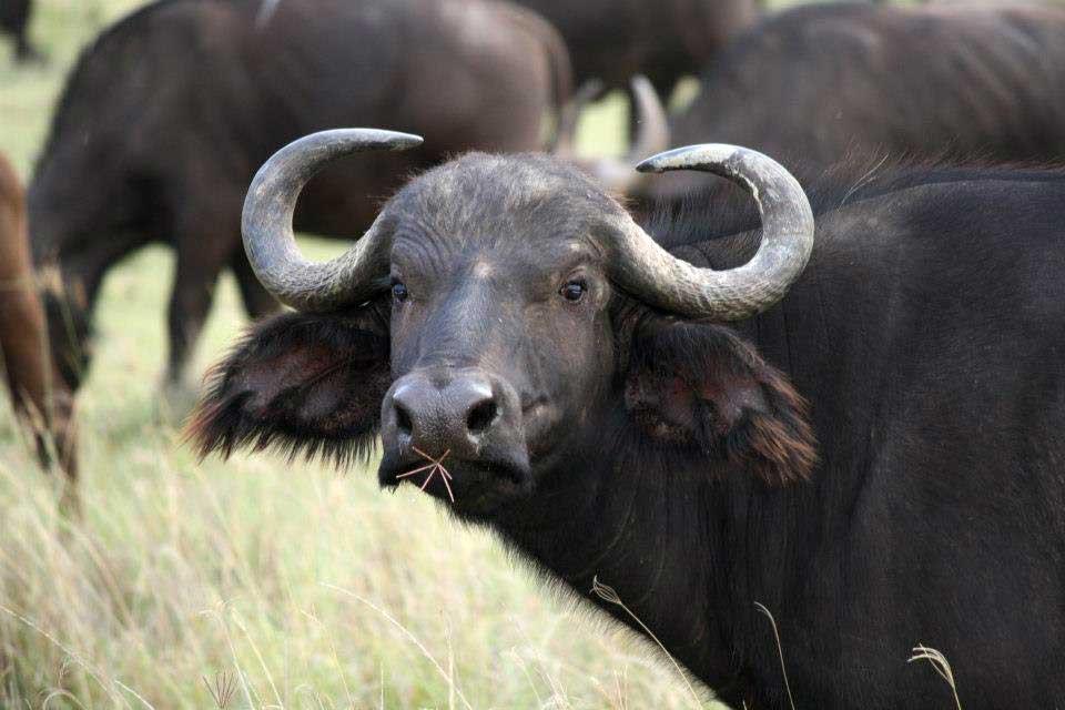 Cape Buffalo, Lake Nakuru 123