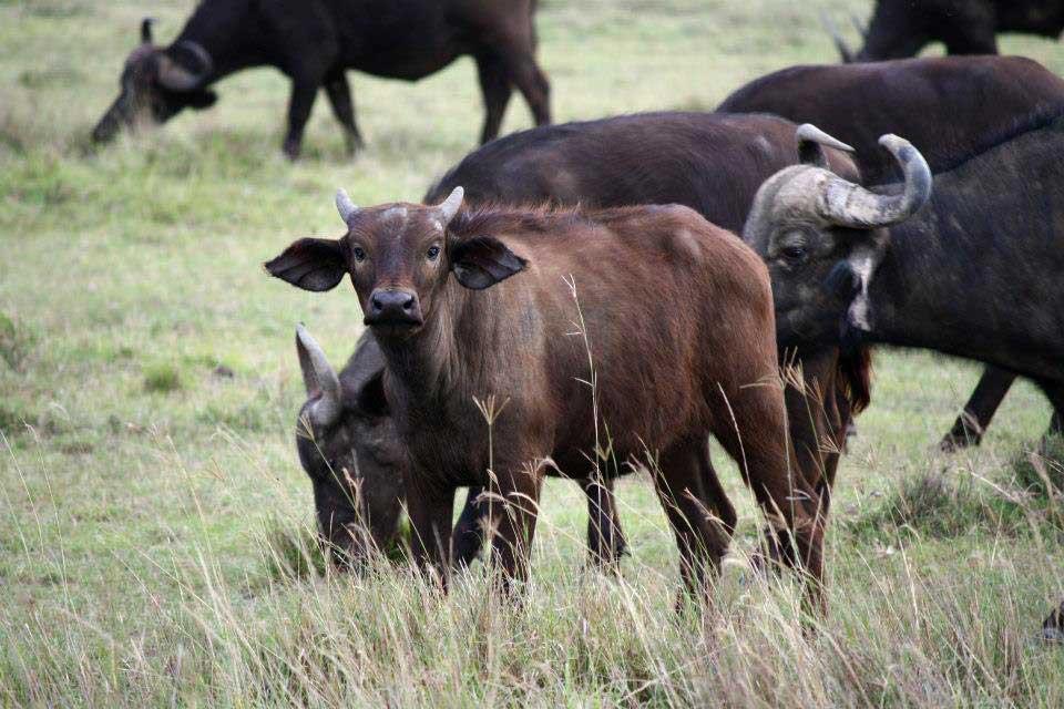 Cape Buffalo, Lake Nakuru 124
