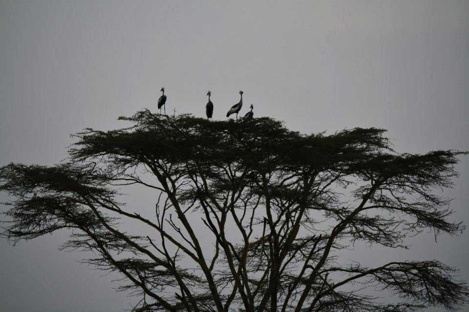 Crowned Cranes, Lake Nakuru 126