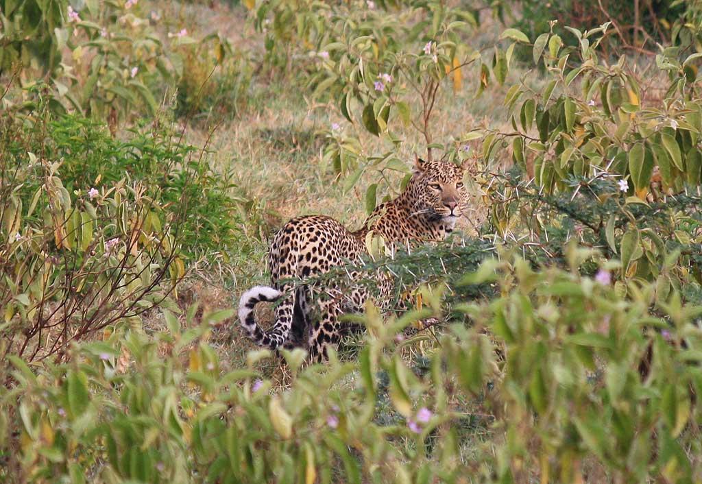 Female Leopard, Lake Nakuru 129