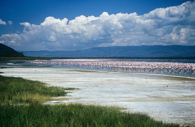 Flamingos at Lake Nakuru 7239159