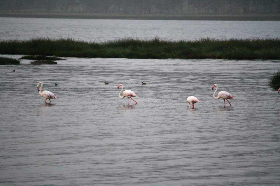 Flamingos, Lake Nakuru 127