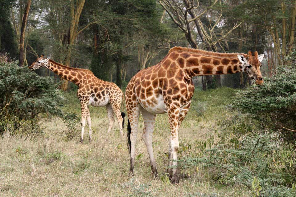 Giraffes, Lake Nakuru 112
