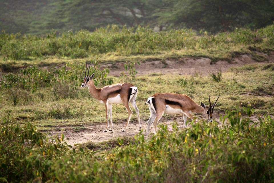 Grant's Gazelles, Lake Nakuru 115