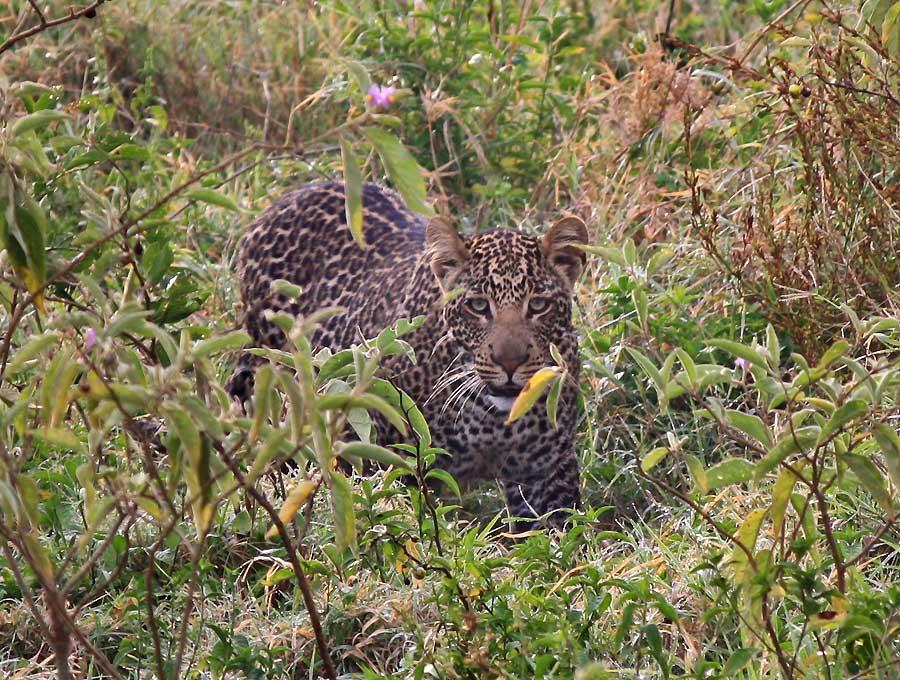 Leopard, Lake Nakuru National Park 131a