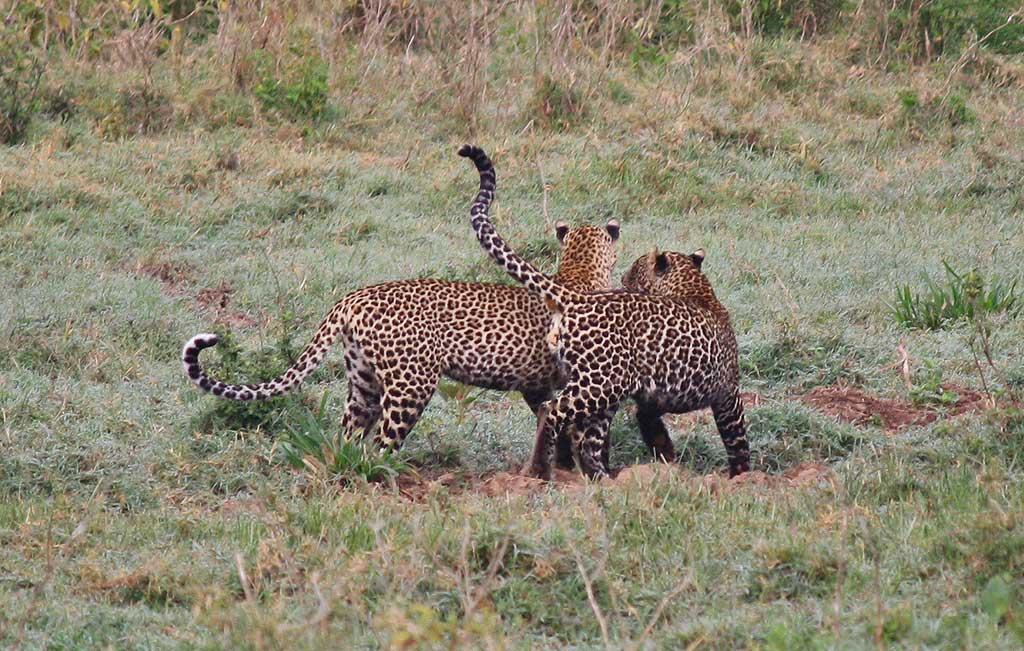 Leopards, Lake Nakuru 133