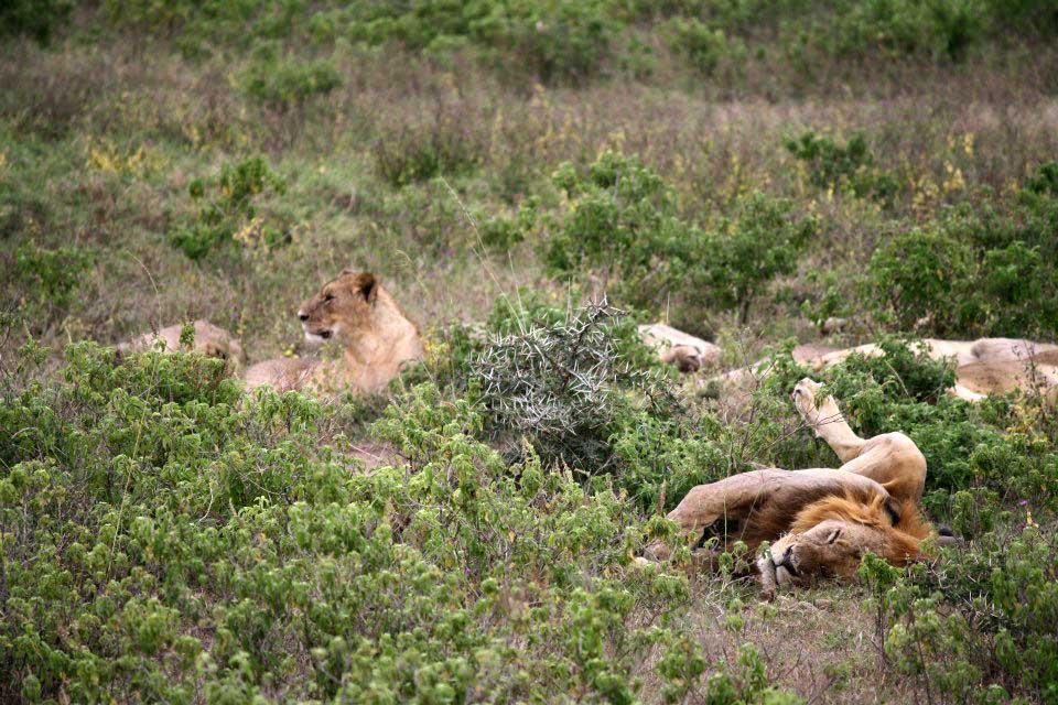 Lions at Lake Nakuru 119