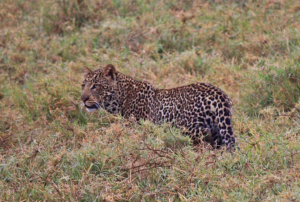 Male Leopard, Lake Nakuru 130