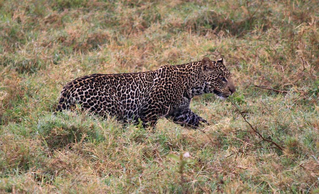 Male Leopard, Lake Nakuru 131