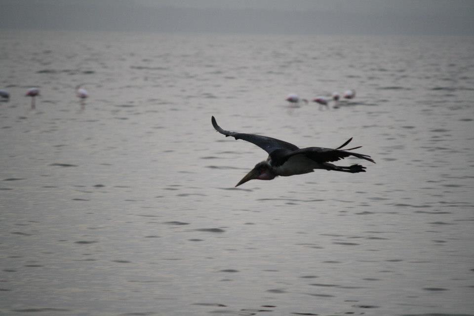 Marabou Stork, Lake Nakuru 125