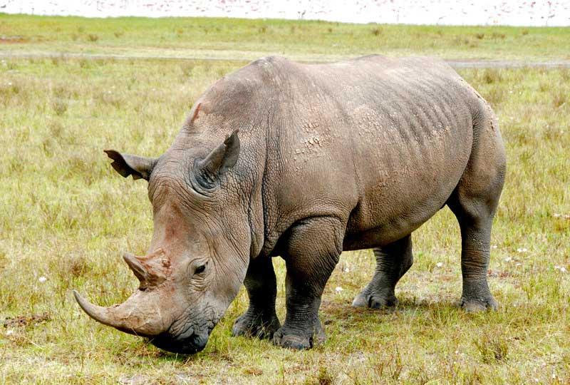 Rhino at Lake Nakuru 1400181