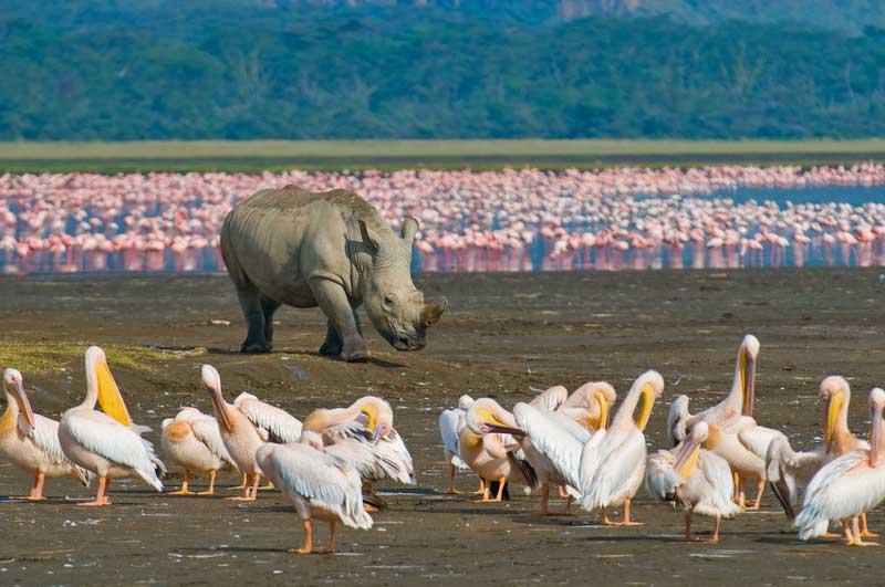 Rhino, Lake Nakuru National Park 5579947