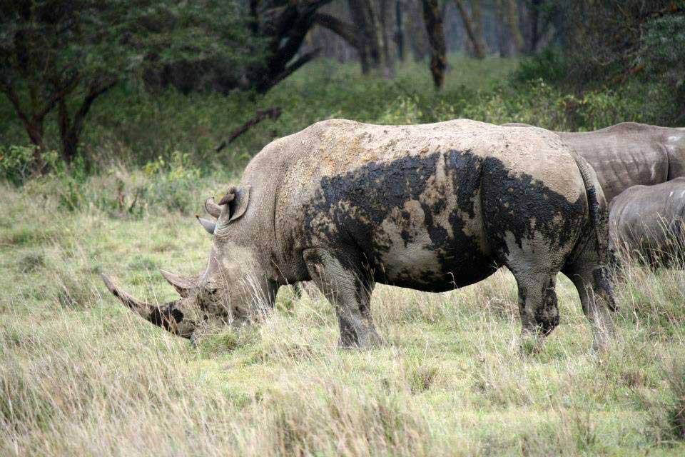 White Rhino, Lake Nakuru 122