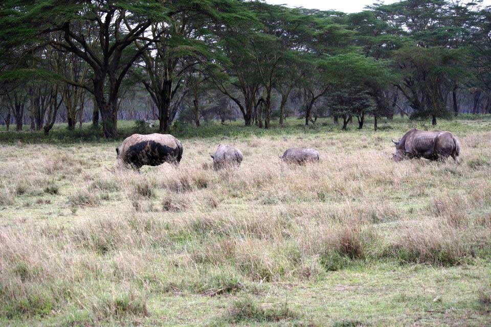 White Rhinos, Lake Nakuru 121