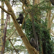 Baboons, Lake Nakuru 120.jpg