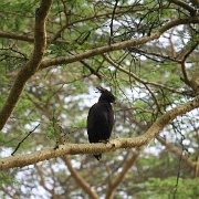 Black Crested Eagle, Lake Nakuru 113.jpg