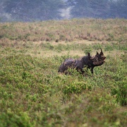 Black rhino, Lake Nakuru 216.jpg