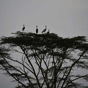 Crowned Cranes, Lake Nakuru 126.jpg