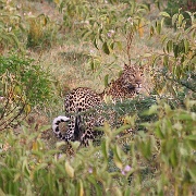 Female Leopard, Lake Nakuru 129.jpg