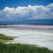 Flamingos at Lake Nakuru 7239159.jpg