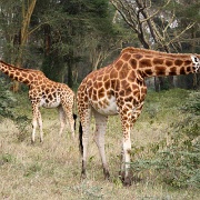 Giraffes, Lake Nakuru 112.jpg