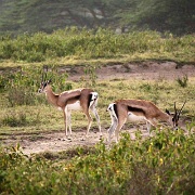 Grant's Gazelles, Lake Nakuru 115.jpg