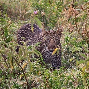 Leopard, Lake Nakuru National Park 131a.jpg