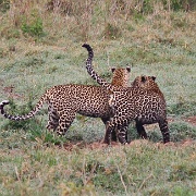 Leopards, Lake Nakuru 133.jpg