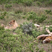 Lions at Lake Nakuru 119.jpg