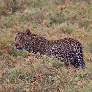 Male Leopard, Lake Nakuru 130.jpg