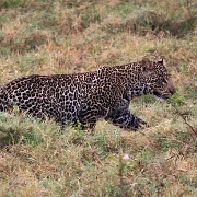 Male Leopard, Lake Nakuru 131.jpg
