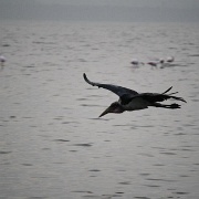 Marabou Stork, Lake Nakuru 125.jpg