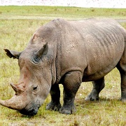 Rhino at Lake Nakuru 1400181.jpg