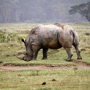 White Rhino, Lake Nakuru 110.jpg