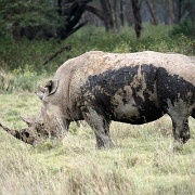 White Rhino, Lake Nakuru 122.jpg
