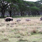 White Rhinos, Lake Nakuru 121.jpg