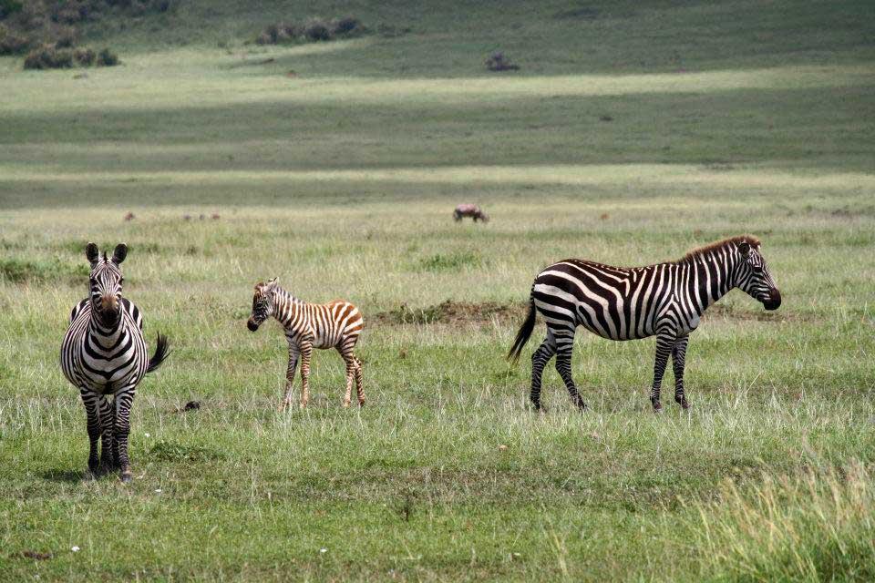 Baby zebra, Maasai Mara 153