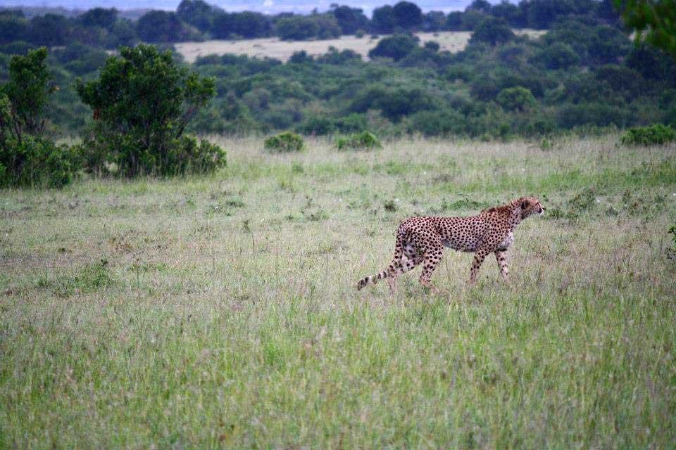 Cheetah, Maasai Mara National Reserve 165