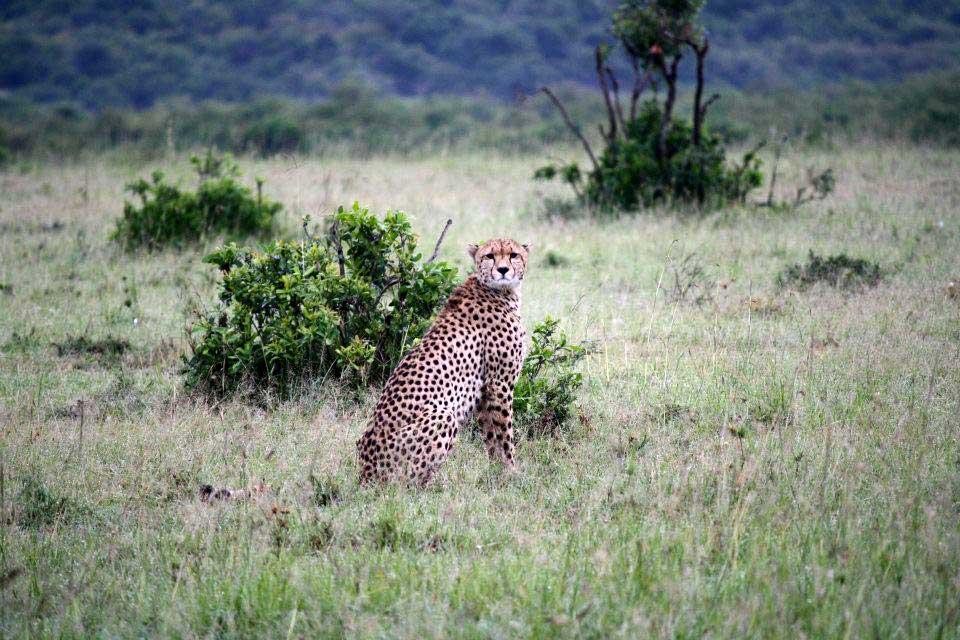 Cheetah, Maasai Mara National Reserve 166