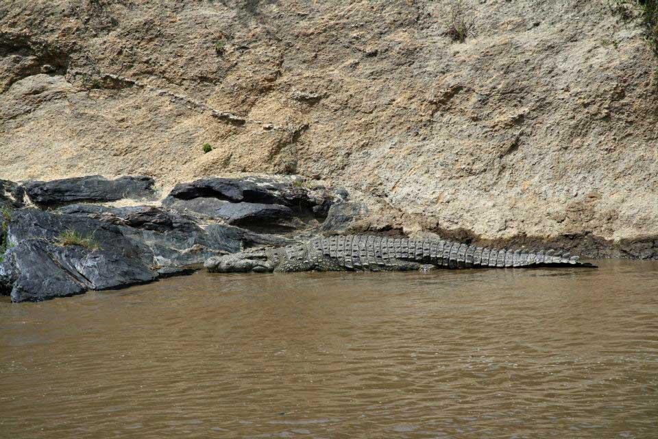 Crocodile in the Mara River 155