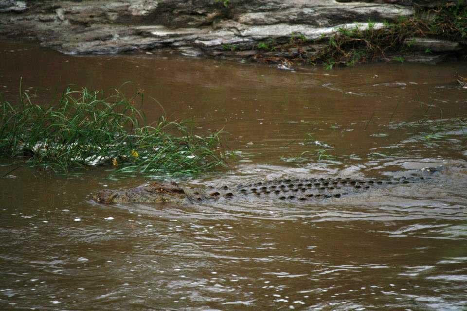 Crocodile near Fig Tree Camp 128