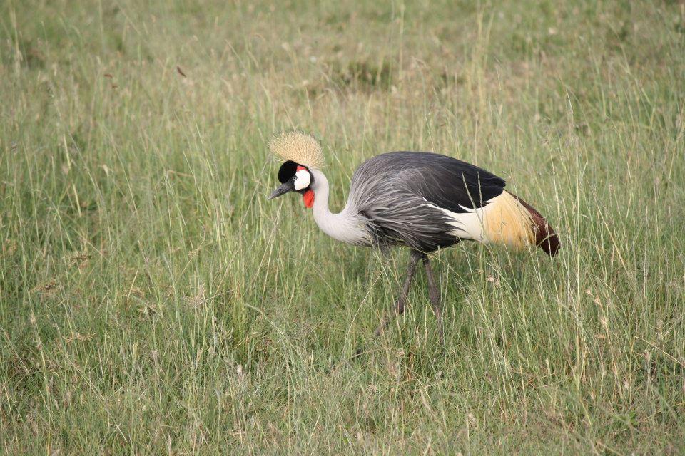 Crowned Crane, Maasai Mara National Reserve 116