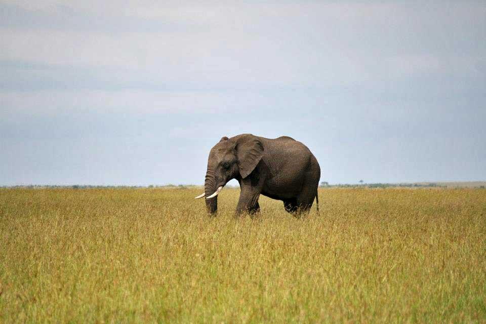Elephant, Maasai Mara National Reserve 146