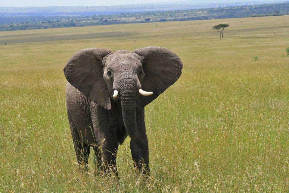 Elephant, Maasai Mara National Reserve 150