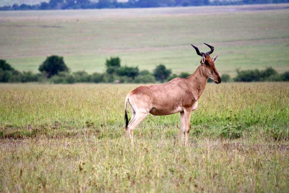 Hartebeest, Maasai Mara 168