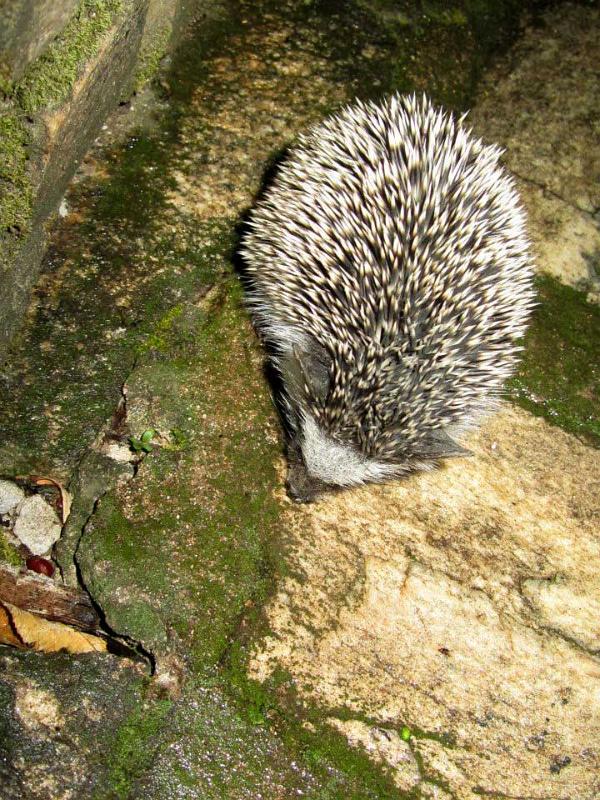 Hedgehog, Fig Tree Camp 124