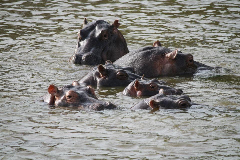 Hippos, Maasai Mara National Reserve 113
